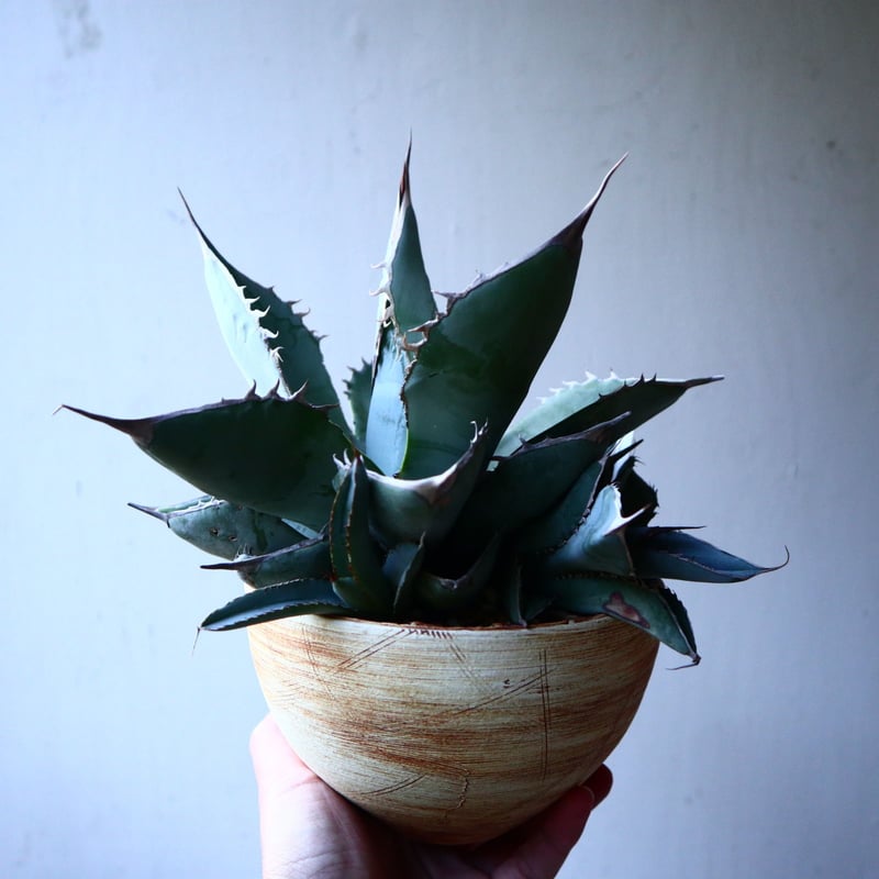 アガベ ホワイトアイスブルー Agave titanota white ice bl