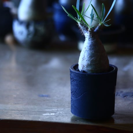 パキポディウム グラキリス   Pachypodium rosulatum var. gracilius no.705-2