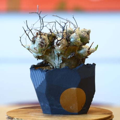 Tylecodon reticulate × N/OH  no.101510