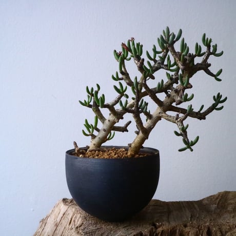 チレコドン  ブッコルジアヌス   Tylecodon  buchholzianus  No.001