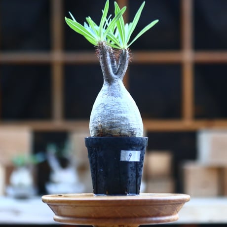 パキポディウム  グラキリス ／Pachypodium  gracilius     no.101709