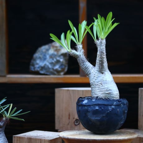 パキポディウム  イノピナツム／Pachypodium Inopinatum   no.12346