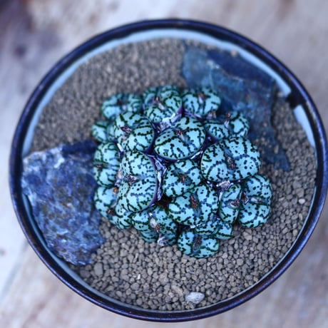 コノフィツム  ウルスプルンギアナム／conophytum ursprungianam  no.13070