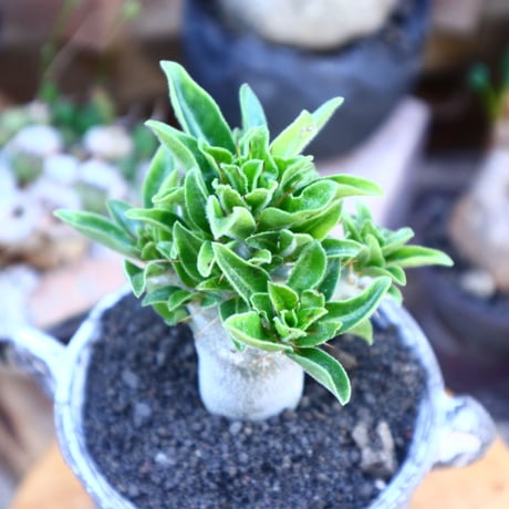 パキポディウム  サウンデルシー (白馬城)  実生／Pachypodium saundersii  no.71843