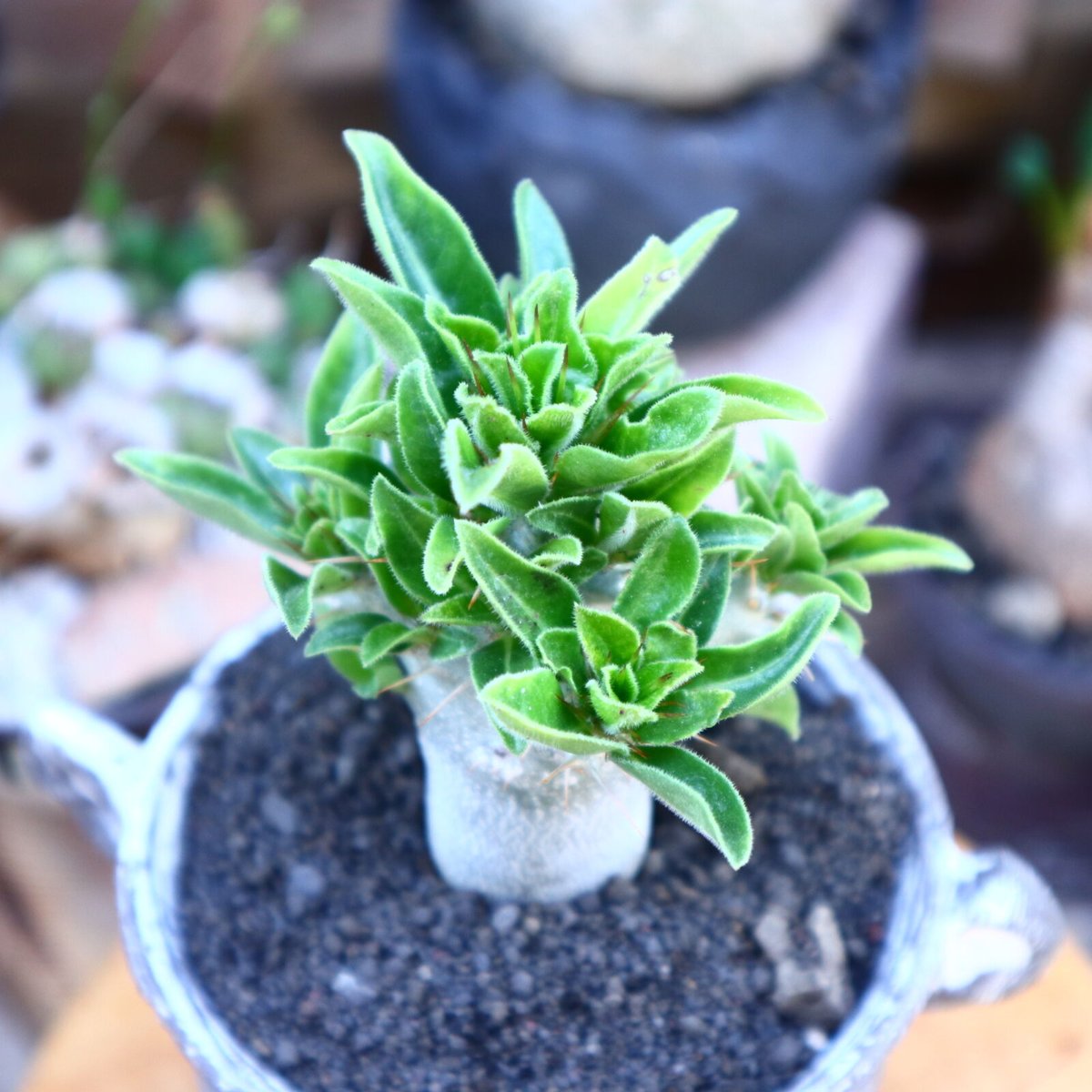 パキポディウム サウンデルシー (白馬城) 実生/Pachypodium パキポディウム サウンデルシー (白馬城) 実生/Pachypodium