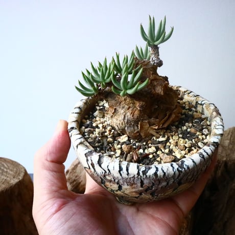 チレコドン  ペアルソニー   Tylecodon pearsonii No.009