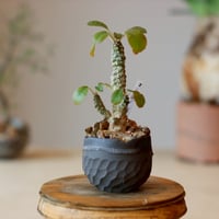 たけろうポット/ハク/ムシクイ(ツボ M) no.402-75 | 芽の巣山