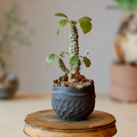 CATEGORY website up | 芽の巣山