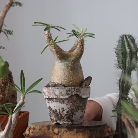 Pachypodium gracilius × YAMABACHI var. takero pot    no.51222