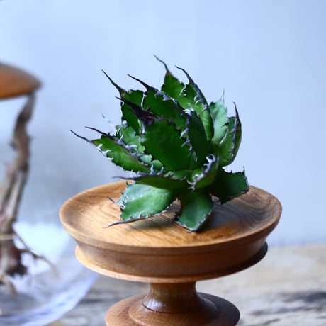 アガベ ホリダ    Agave horrida     no.1025-9