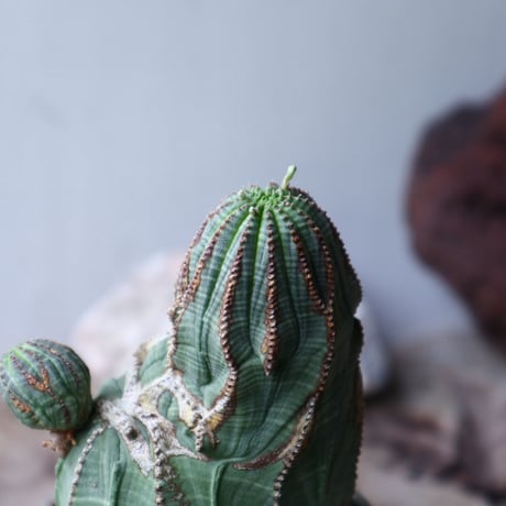 ユーフォルビア  オベサ 　Euphorbia obesa　no.90116