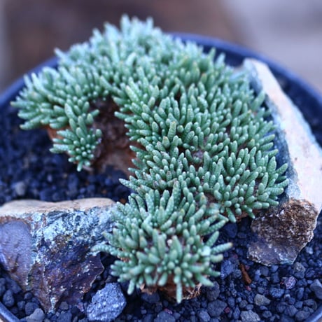 アボニア   クイナリア   アルストニー  赤花／Avonia quinaria ssp. alstonii    no.103122