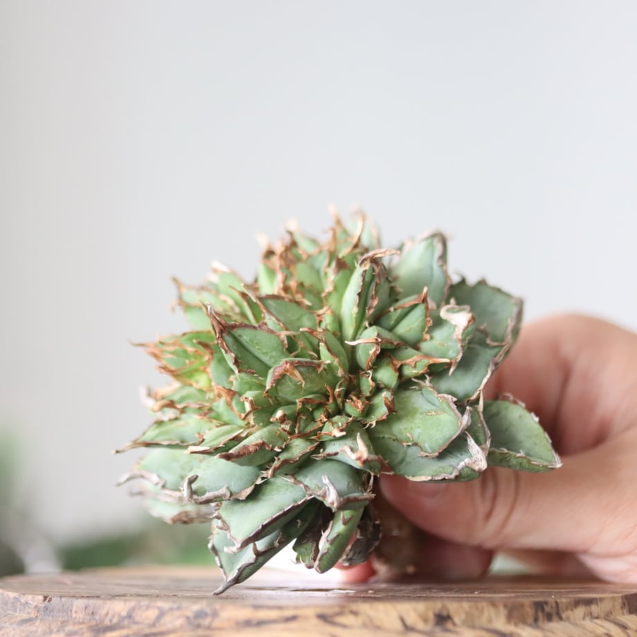 6620da001b56ba01c296fa29