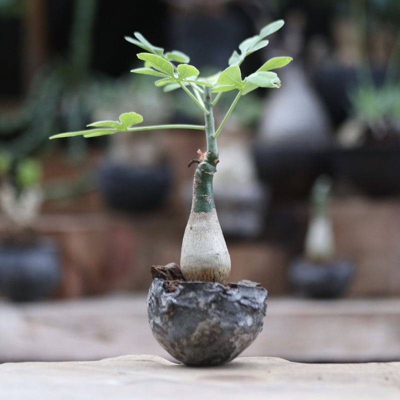 アデニア グラウカ／Adenia glauca no.103058 | 芽の巣山