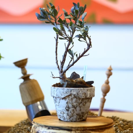 YAMABACHI ver. takero pot × Othonna obtusiloba   no.102230