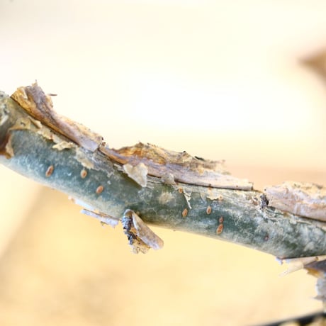 ブルセラ ファガロイデス / Bursera fagaroides   no.62516