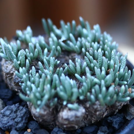 アボニア   クイナリア   アルストニー  赤花／Avonia quinaria ssp. alstonii    no.12314