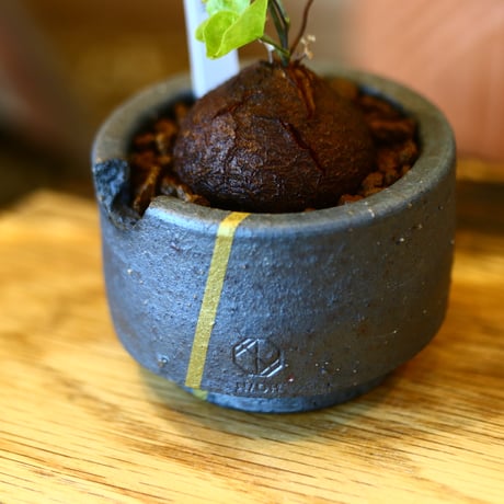 N/OH × Dioscorea elephantipe    no.111915