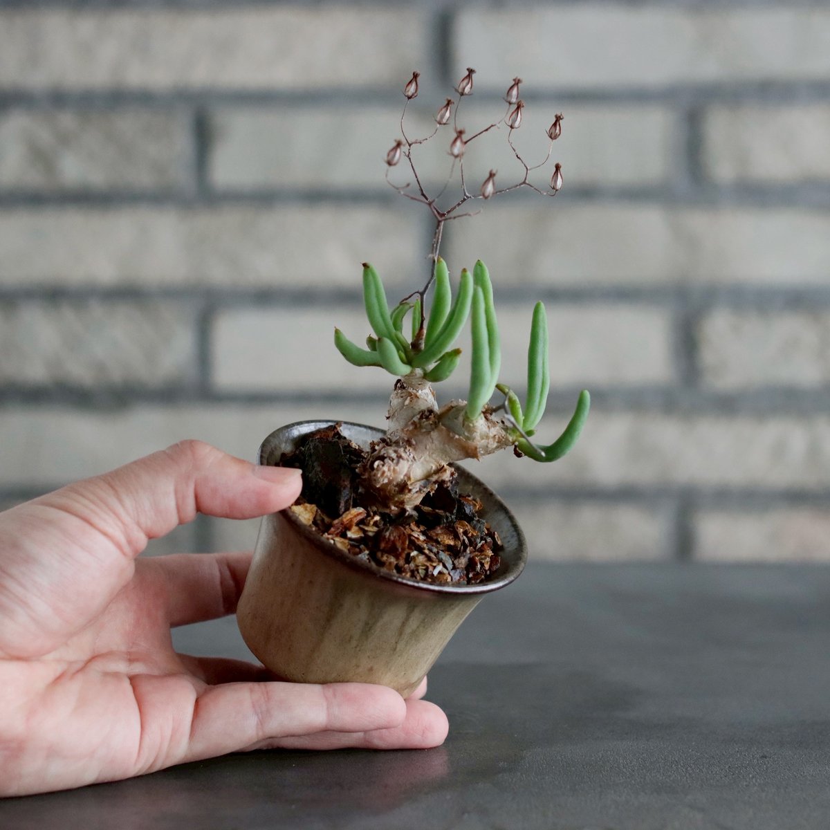 Tylecodon reticulate / 万物想 × Tomoharu Nakagawa