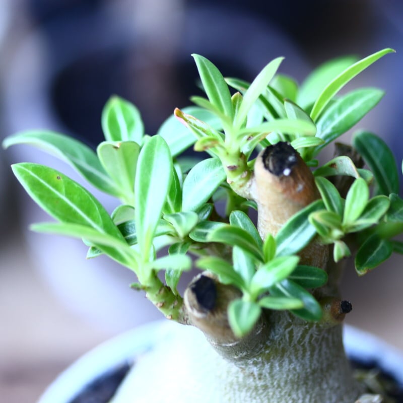 アデニウム オベスム Adenium obesum no.90611 | 芽の巣山