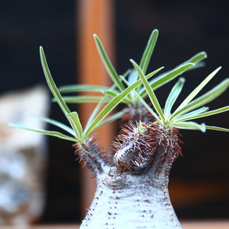 パキポディウム  グラキリス／Pachypodium  gracilius       no.12349