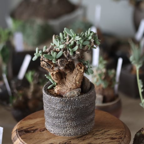 早い者勝ち特価！ 長期管理 現地球 ケラリア ピグマエア 中川智治 作家鉢 早い者勝ち特価！ 長期管理 現地球 ケラリア ピグマエア 中川智治 作家