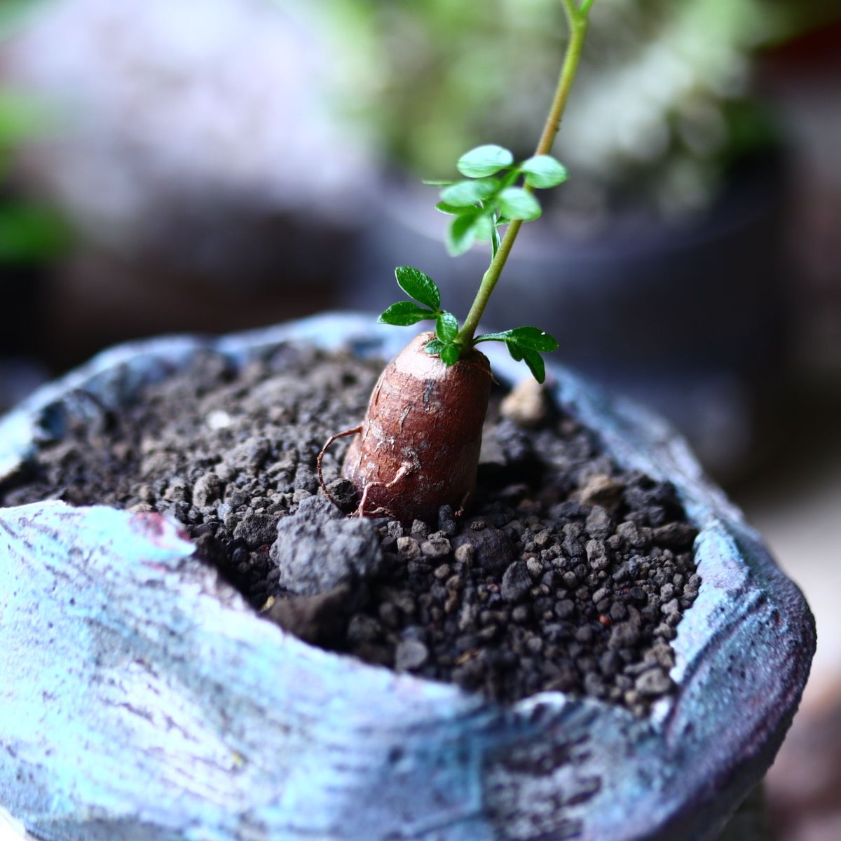オペルクリカリア パキプス 根挿し Operculicarya pachypus