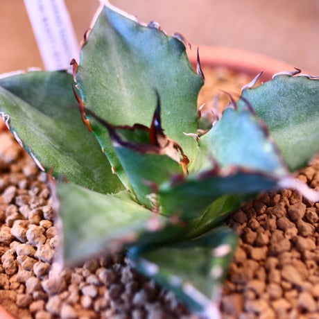 Agave titanota Hades × YAMABACHI    no.123164