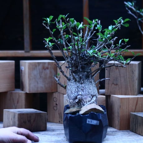 フォークイエリア  コルムナリス  (観峰玉)／Fouquieria columnari   no.112153