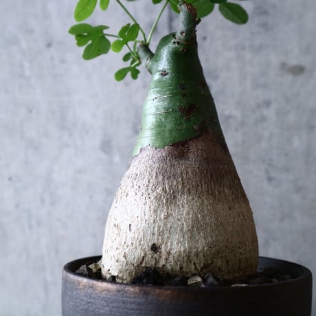 アデニア   グラウカ    Adenia glauca   no.018