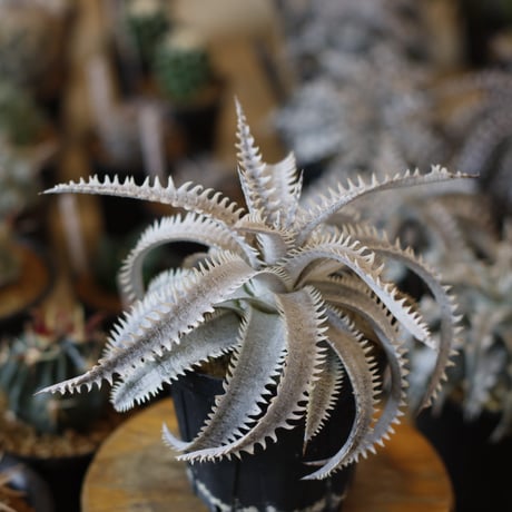 Dyckia ‘Sagittarius' x ‘Marathon' (3.5号鉢)  no.1226/39