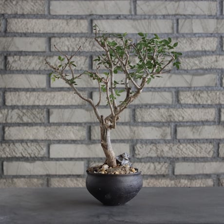 Bursera fagaroides × N/OH (4号)  no.621/24