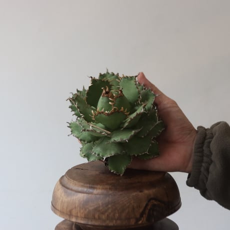 U.S. filigree (Agave titanota filigree) / Style of Chika　no.1227-41