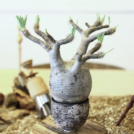パキポディウム  グラキリス / Pachypodium  gracilius   no.52102