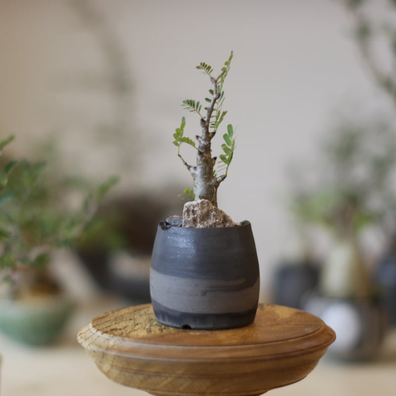 Senna meridionalis × N/OH (2.5号) no.1123/30 |