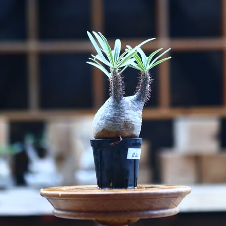 パキポディウム  グラキリス ／Pachypodium  gracilius     no.101742