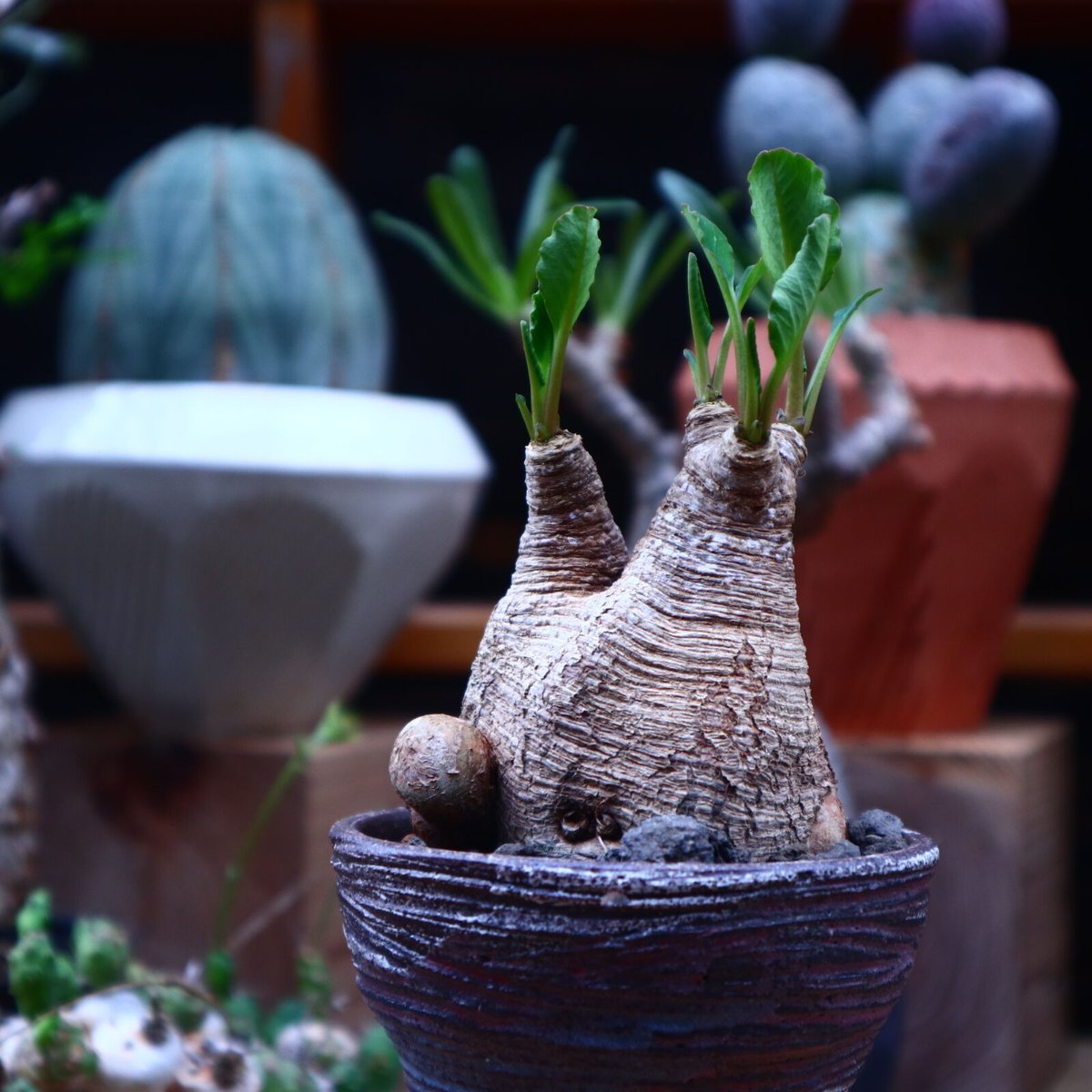 ユーフォルビア 旧フィッシュボーン／Euphorbia spannringii no.