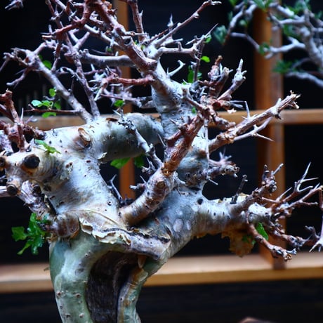 コミフォラ エミニー ／Commiphora eminii   no.52305