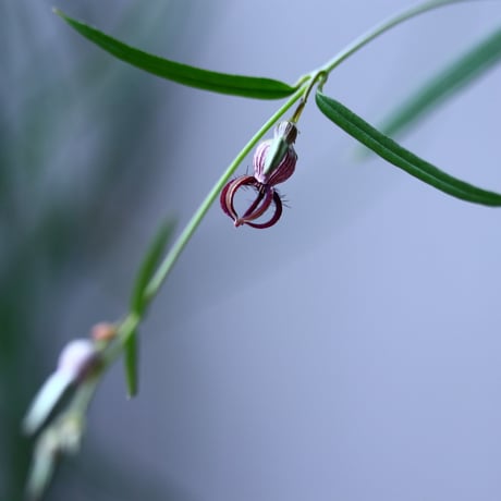 セロぺギア デモルファ   Ceropegia dimorpha   no.101829