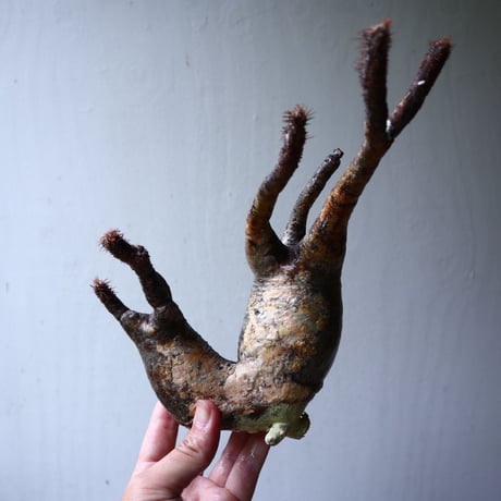パキポディウム グラキリス 2頭 Pachypodium rosulatum var. gracilius no.70705