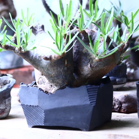 パキポディウム グラキリス  Wヘッド  Pachypodium rosulatum var. gracilius no.71905