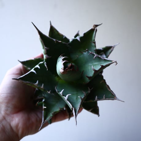 アガベ   チタノタ   FO-76    Agave titanota  "FO-76"   no.42817
