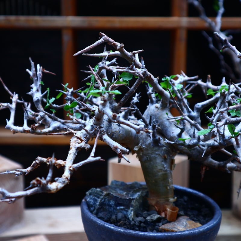 \"Commiphora wightii\" コミフォラ ワイティ 実生　良型 Commiphora wightii