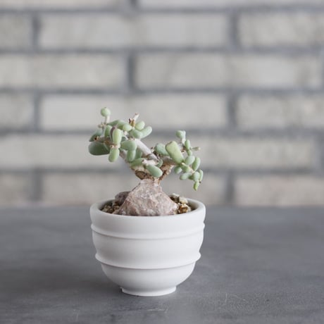Ceraria pygmaea × takero pot (2.5号)  no.621/56