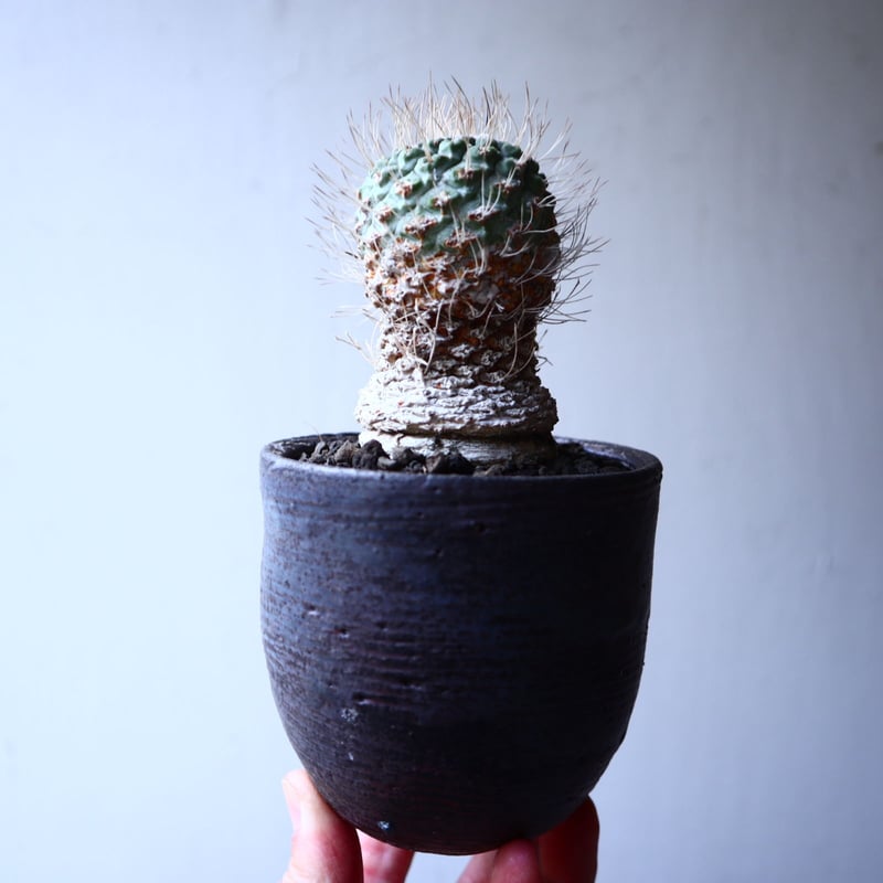 【希少】ストロンボカクタスディシフォルミス 菊水 サボテン塊根植物 国内実生 希少】ストロンボカクタスディシフォルミス 菊水 サボテン塊根