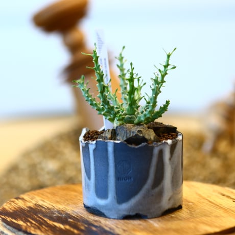 Euphorbia gorgonis × N/OH   no.11405