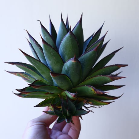 アガベ　ブルーグロー Agave 'Blue Glow'   no.30806