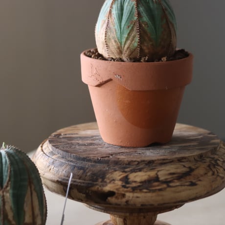 Euphorbia obesa × YAMABACHI var. N/OH  no.905-23