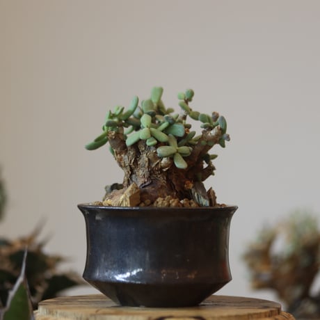 Ceraria pygmaea × Atsushi Funakushi   no.81868