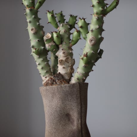 Euphorbia tortilis × Kika Suzuki / PLANETX (5号)  no.511/15